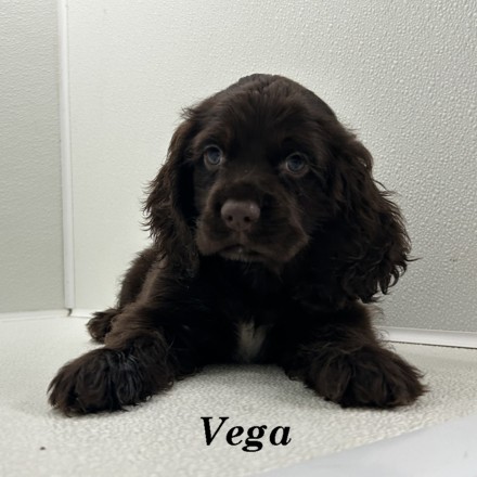 puppy, for, sale, Cocker Spaniel, Joe & Cherri  Overlease, dog, breeder, Miller, MO, dog-breeder, puppy-for-sale, forsale, nearby, find, puppyfind, locator, puppylocator, aca